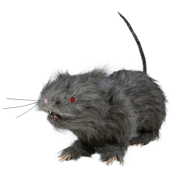 Rats de 30cm